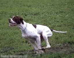 GUISEPPE VON DER POSTSCHWAIGE