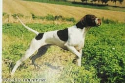 MUTINENSIS ORIX.