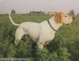 SEMEGHINI ULMA