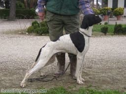 TARTARO DEL VENTO